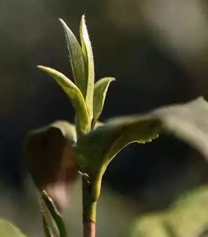 说茶白茶是什么茶，白茶从这开始学！