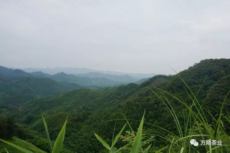 六堡茶里的茶婆婆和茶公公原来是它们