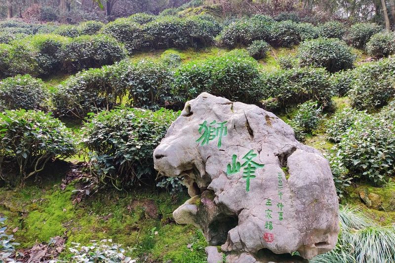 西湖龙井春茶开采前，带您一窥“狮、龙、梅”核心产区