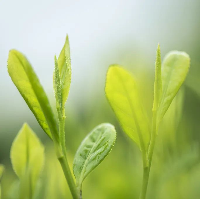 一文带你读懂世界名茶及茶叶进出口知识