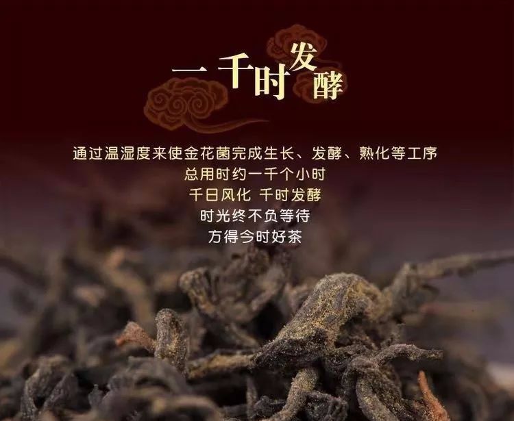 金花普洱茯茶—比黄金多一点健康