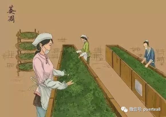 漫画细解普洱茶的手工制茶工艺（普洱生茶）