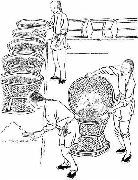 武夷岩茶采制技艺：一部活着的历史