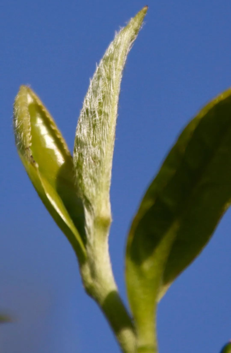 福鼎白茶史：闽东茶商梅伯珍