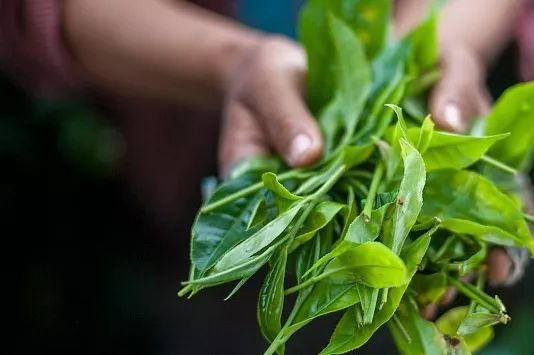 读懂古树茶你需要知道的关键词