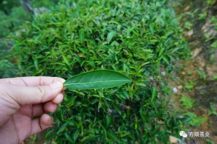 六堡茶里的茶婆婆和茶公公原来是它们