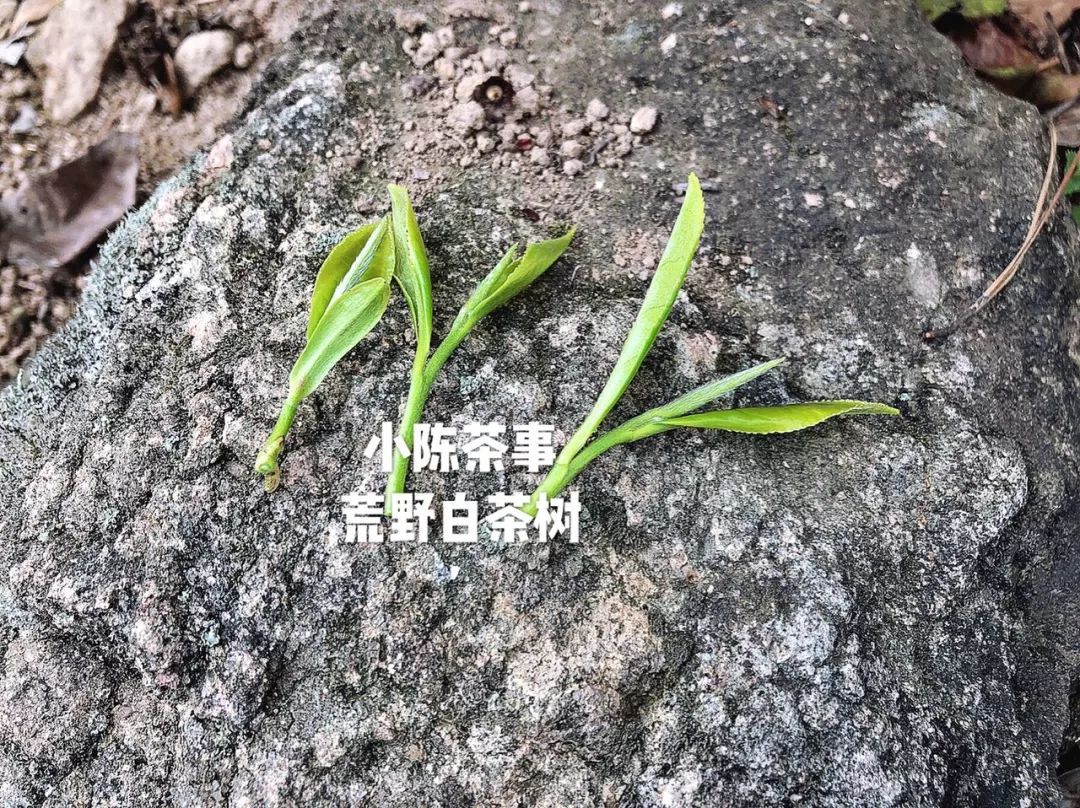 人走茶凉，说一些冲泡白茶的细节