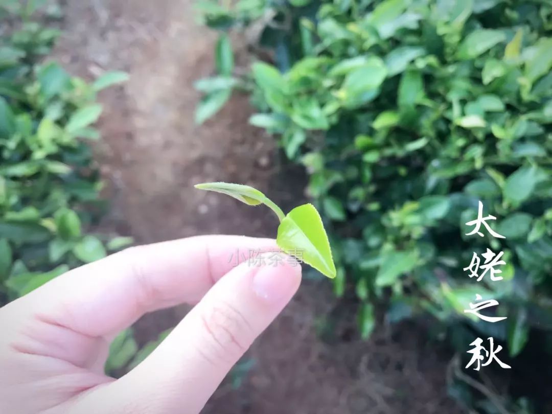 人走茶凉，说一些冲泡白茶的细节