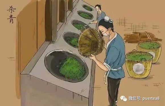 漫画细解普洱茶的手工制茶工艺（普洱生茶）