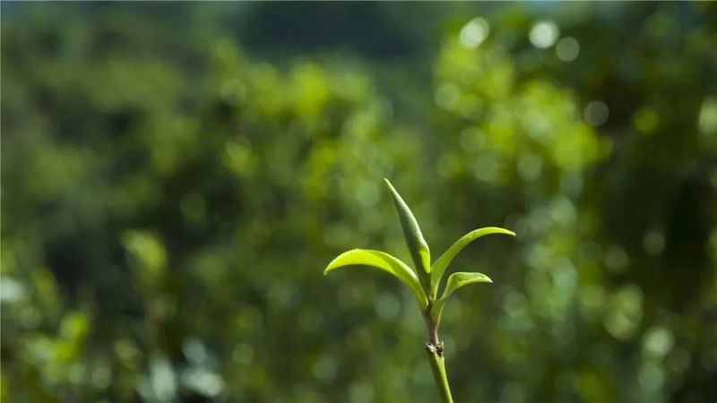 茶知识：邦崴古茶山——世界过渡型茶树王之乡