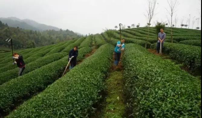 贵州茶园冬季管理技术要点