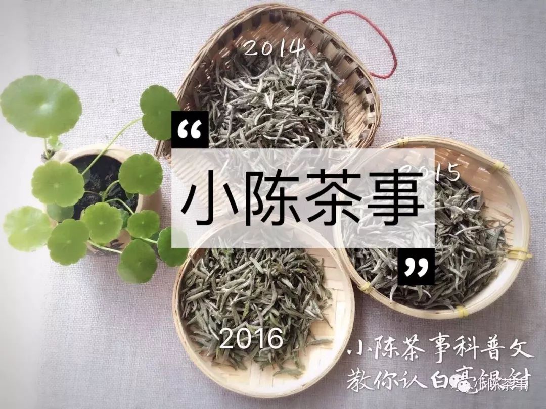 人走茶凉，说一些冲泡白茶的细节