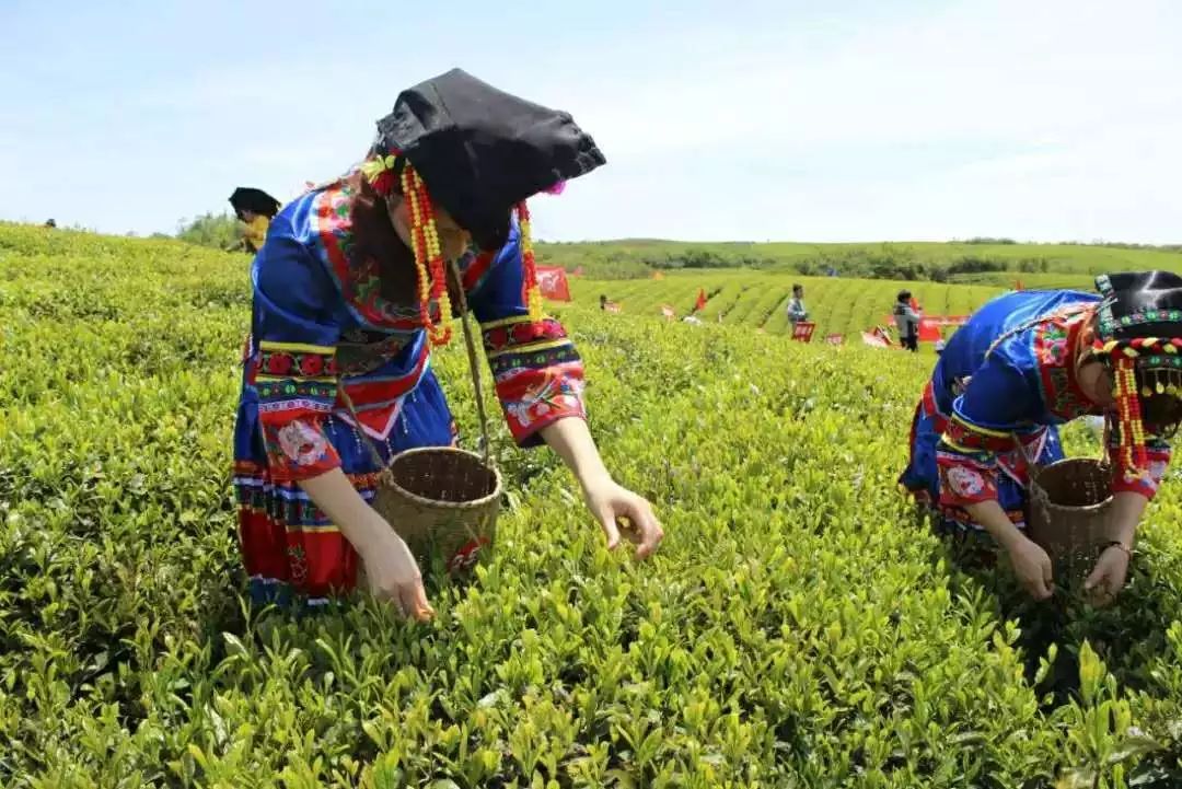 双手采茶：贵州茶山上的蝶舞