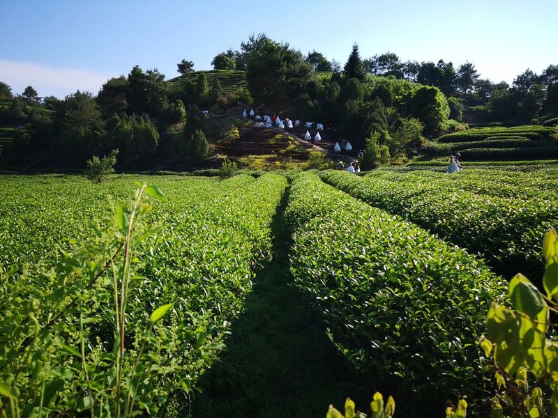 专访两位茶科院士 - 关于茶的保健、农残、喝茶规律心得