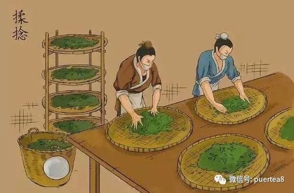 漫画细解普洱茶的手工制茶工艺（普洱生茶）