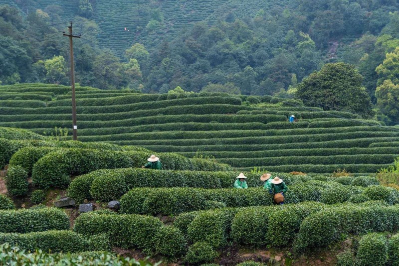 不同炒制工艺对西湖龙井茶品质的影响