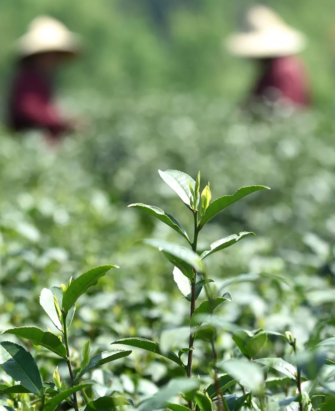 龙井茶加工工艺流程详解