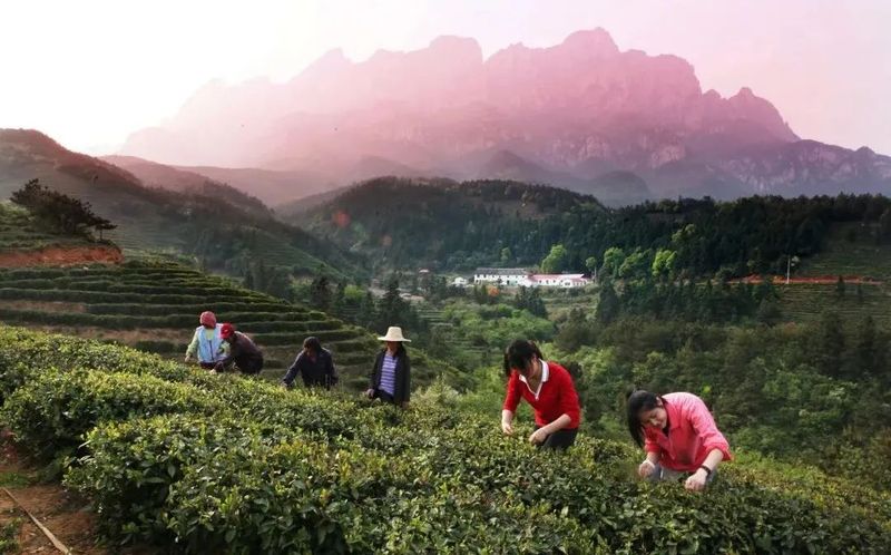 茶科普：历史名茶系列，庐山云雾