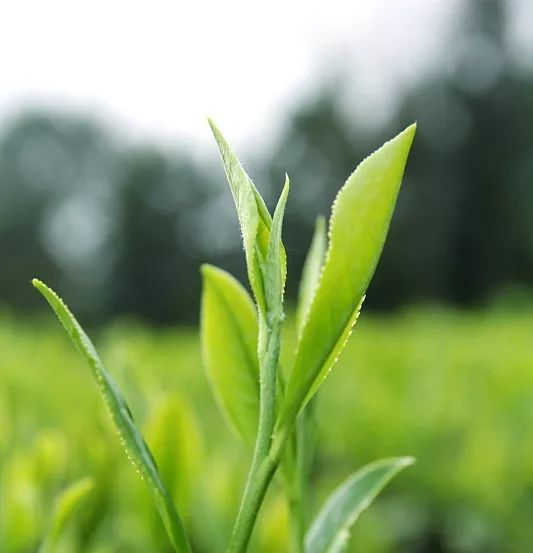 读懂古树茶你需要知道的关键词