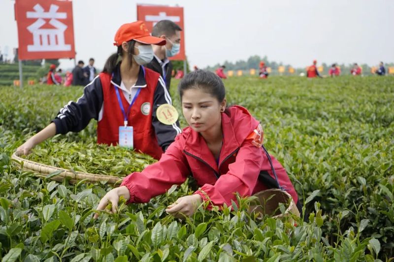 胡继承：别过“黄金时代”，突围下半场，贵州茶产业要在不变中应万变