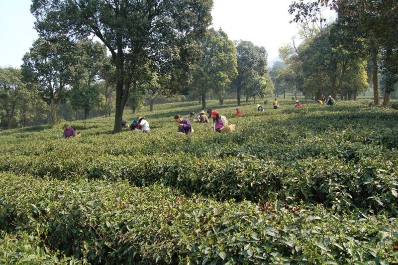 茶科普：历史名茶系列，庐山云雾
