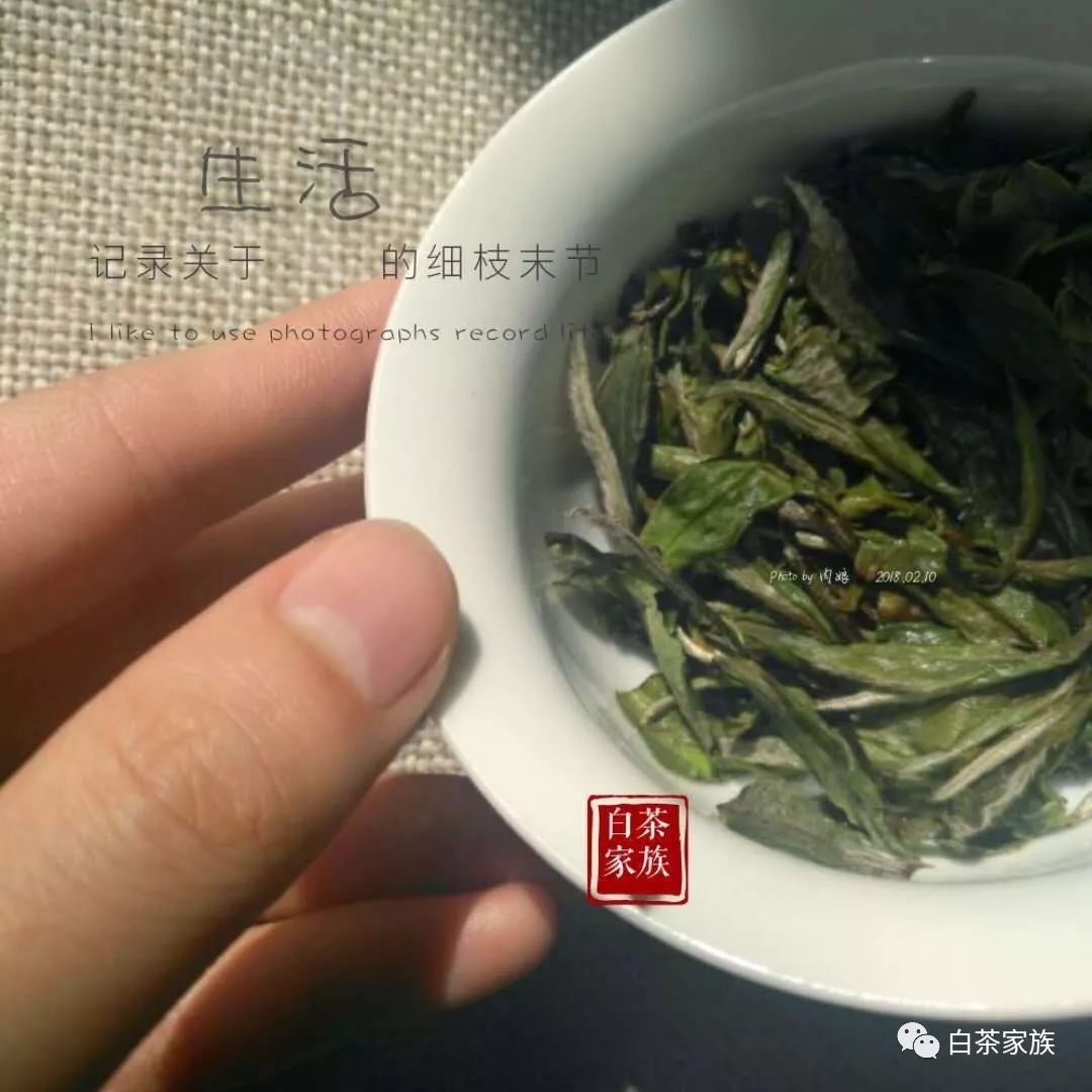 春白茶的二三事