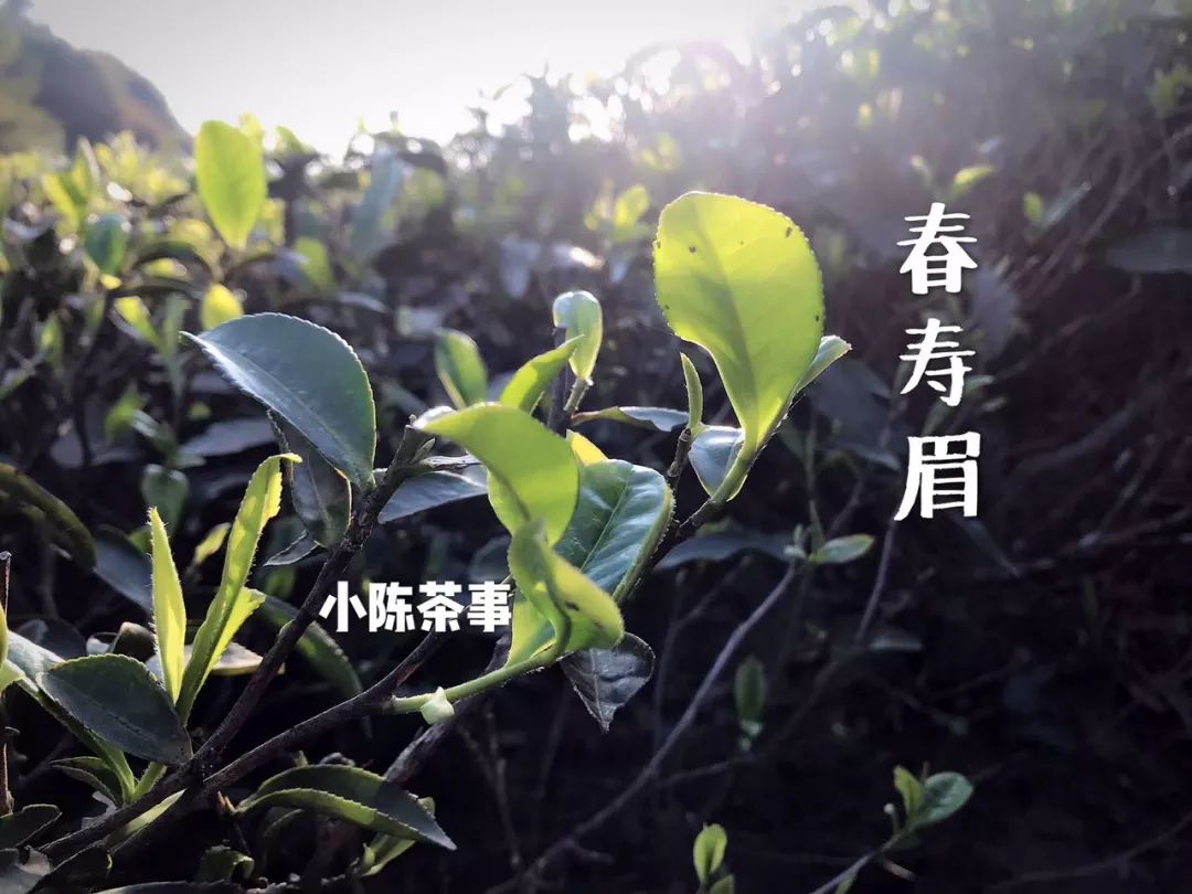 春茶季，第一个出来的新白茶是寿眉吗？