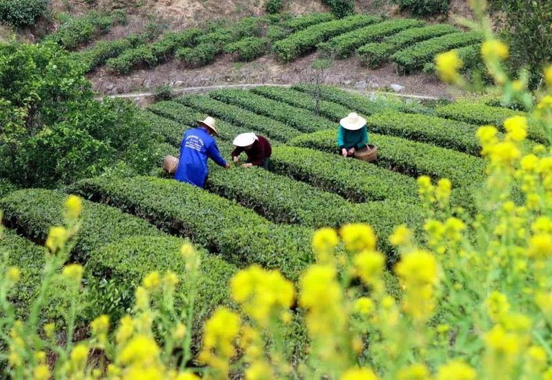 贵州省茶场