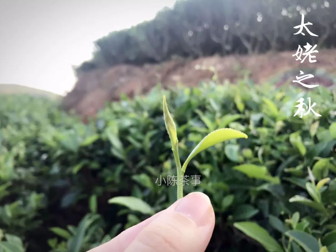 人走茶凉，说一些冲泡白茶的细节