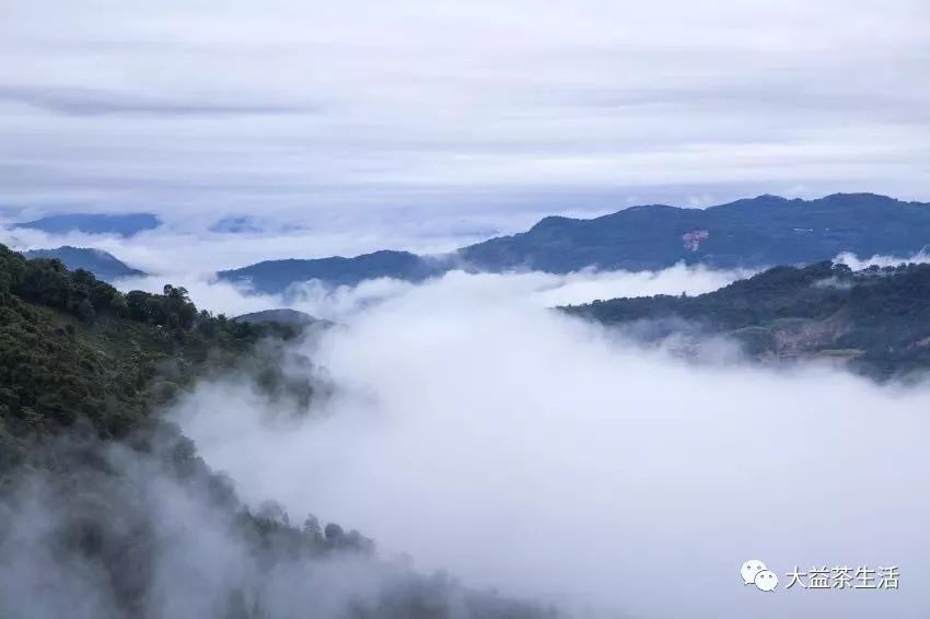 茶人必读：隐藏在一饼普洱茶里的神奇智慧