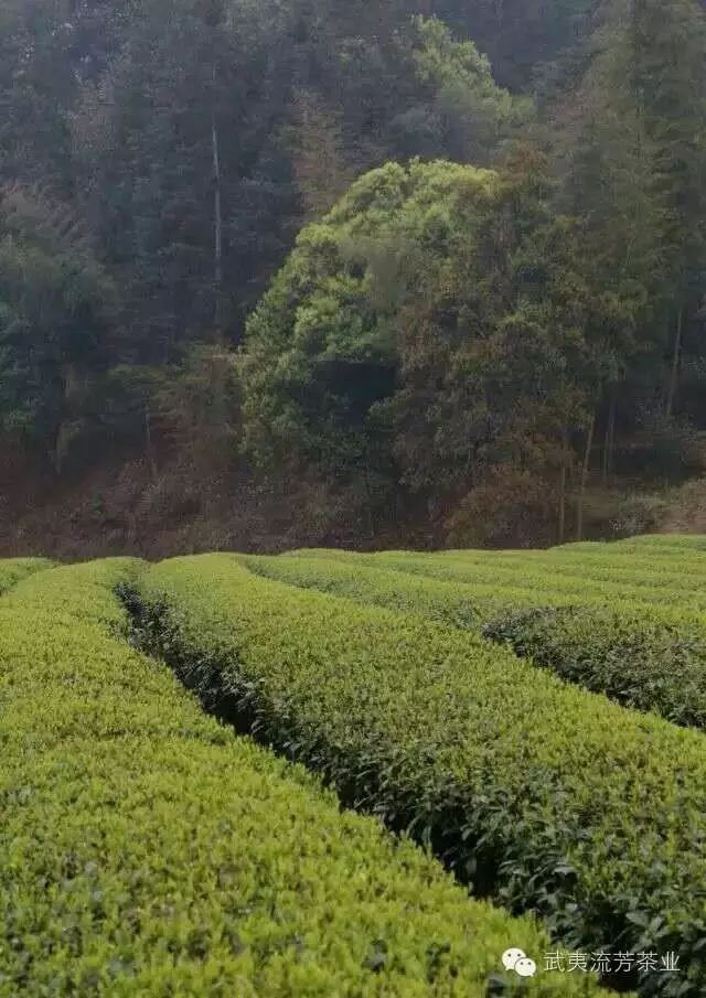 为什么除了武夷山其他地方都无法出产岩茶？