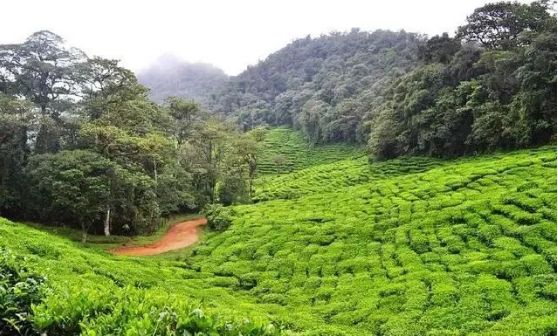 茶叶香气