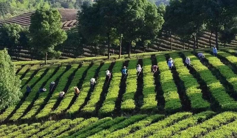 贵州省茶场 -- 贵州省内的茶场汇总合辑