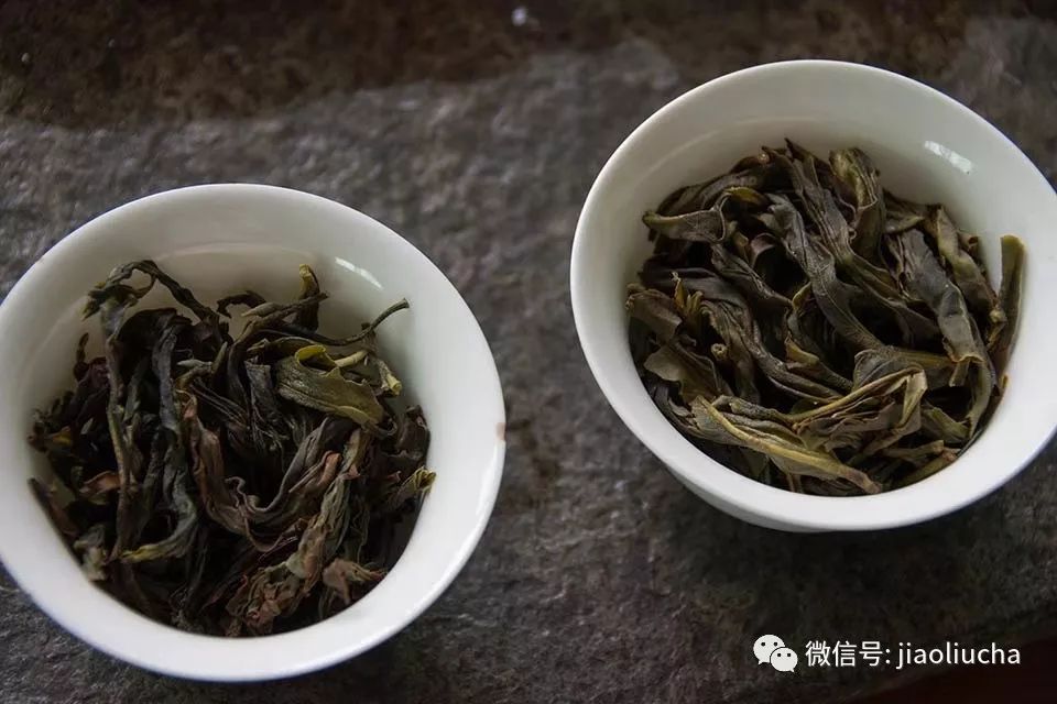 行走茶区，广东潮州寻遇雪片及韵香型凤凰单丛茶