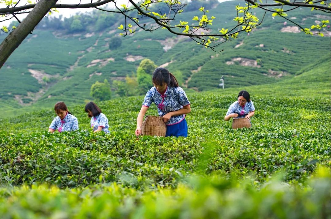 2019年“径山茶”明日正式开采！
