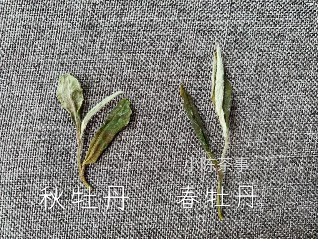 春茶季，第一个出来的新白茶是寿眉吗？