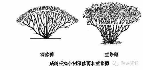 贵州茶园冬季管理技术要点