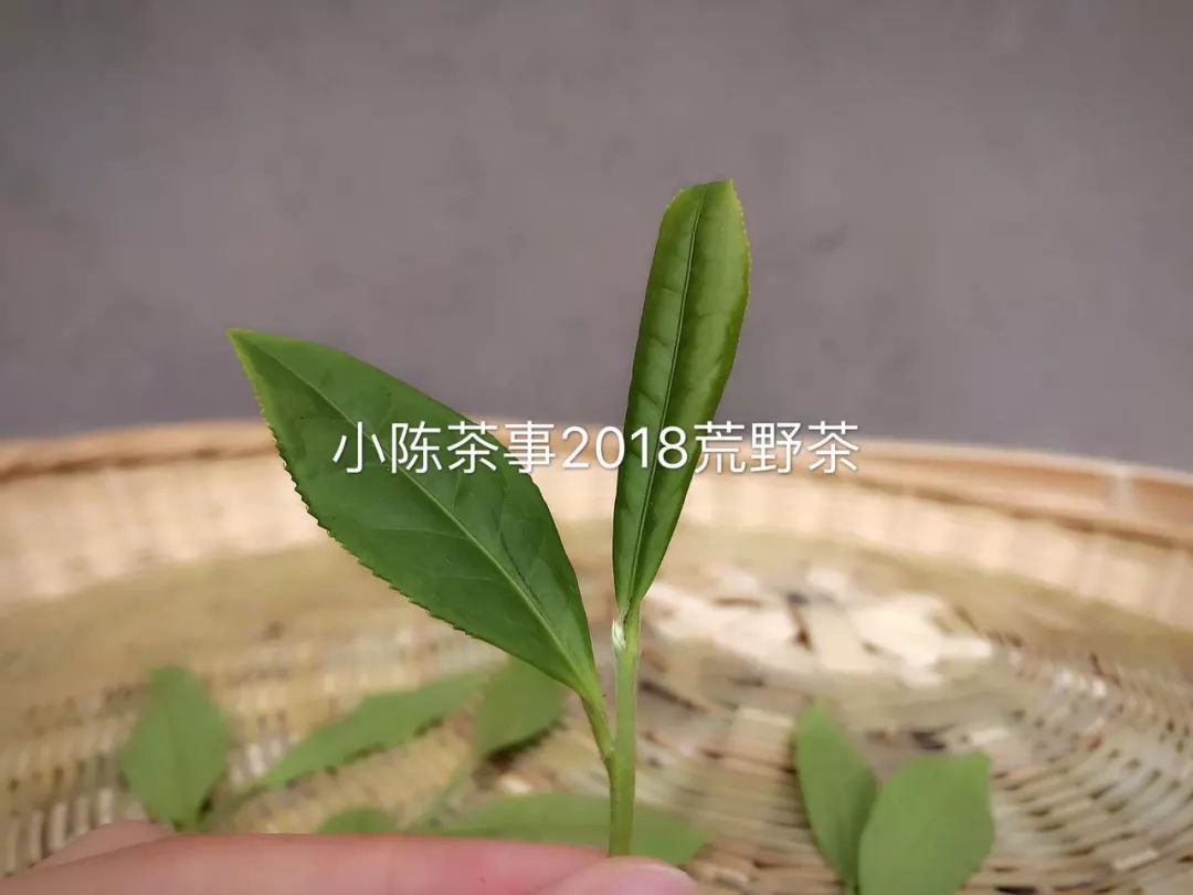 人走茶凉，说一些冲泡白茶的细节